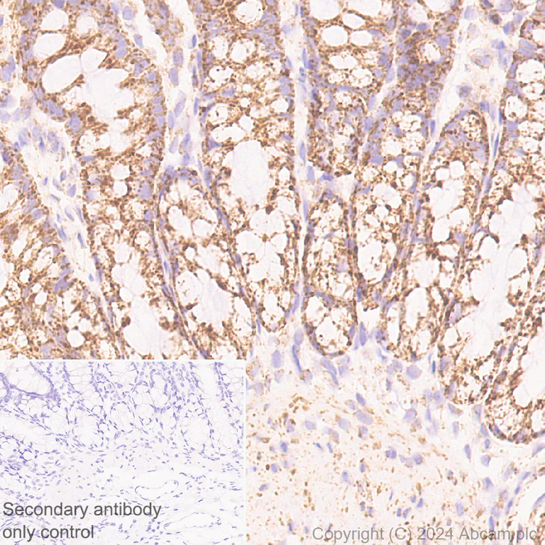 Immunohistochemistry (Formalin/PFA-fixed paraffin-embedded sections) - Anti-CISD1/MitoNEET antibody [EPR29116-27] - BSA and Azide free (AB318200)