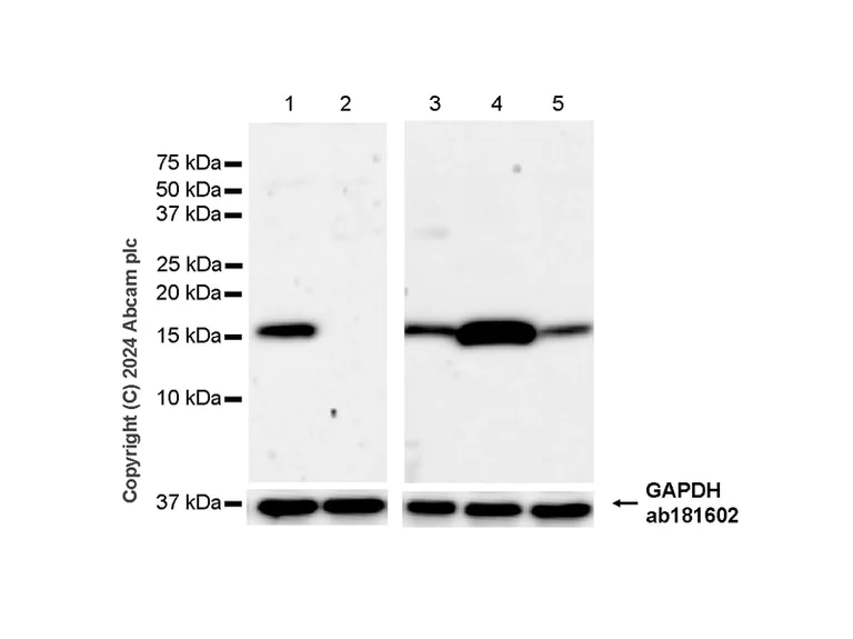 Western blot - Anti-CISD1/MitoNEET antibody [EPR29116-27] - BSA and Azide free (AB318200)