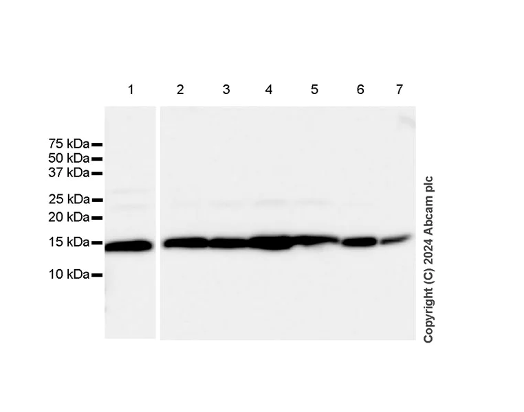 Western blot - Anti-CISD1/MitoNEET antibody [EPR29116-27] - BSA and Azide free (AB318200)