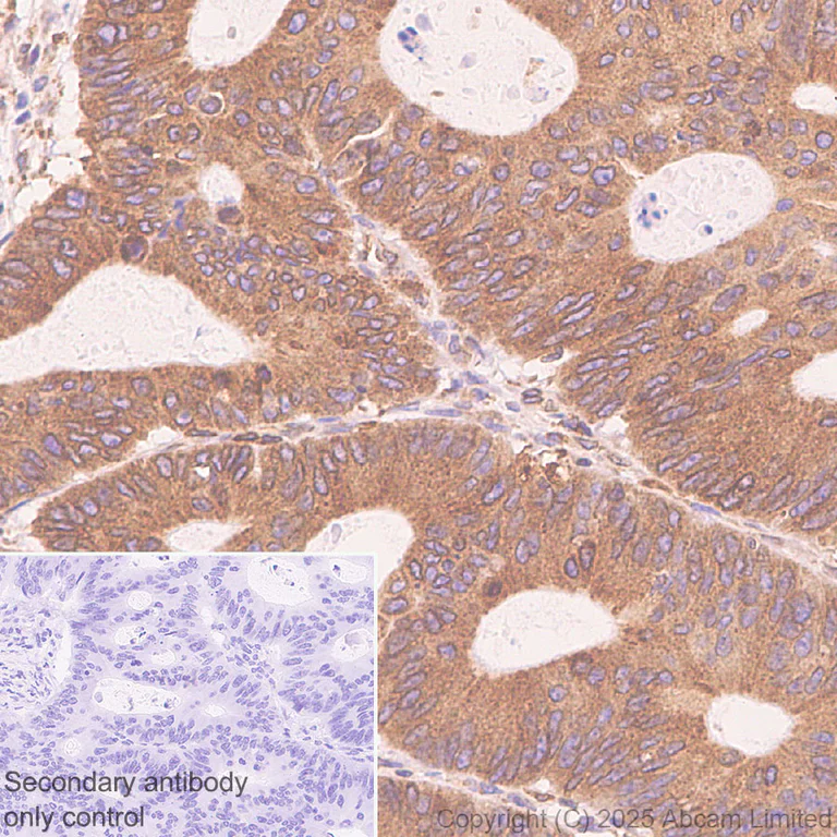 Immunohistochemistry (Formalin/PFA-fixed paraffin-embedded sections) - Anti-CISD2 antibody [EPR30277-16] (AB325526)
