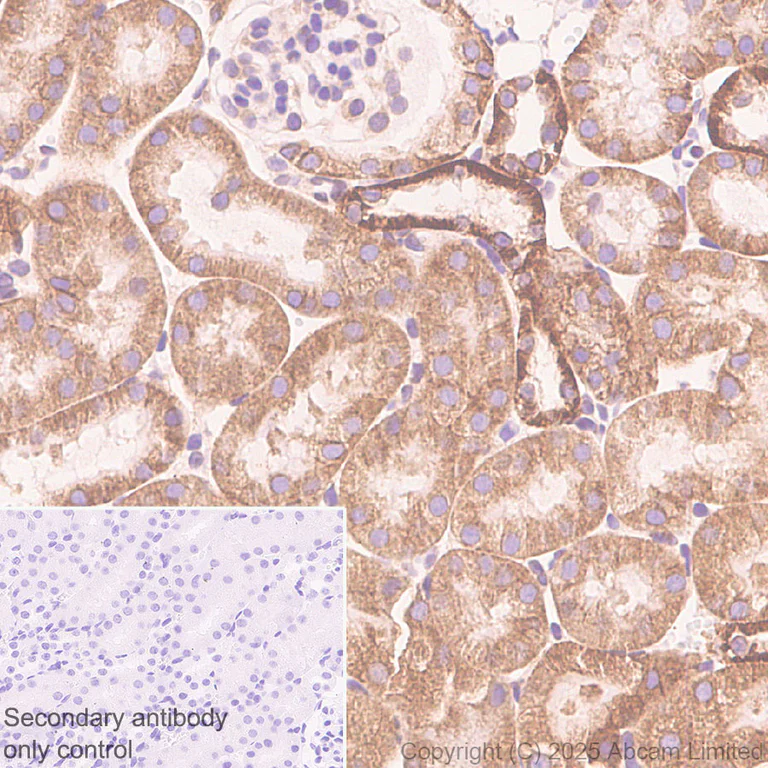 Immunohistochemistry (Formalin/PFA-fixed paraffin-embedded sections) - Anti-CISD2 antibody [EPR30277-16] (AB325526)