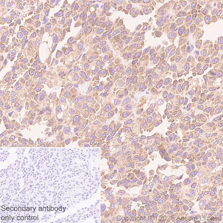 Immunohistochemistry (Formalin/PFA-fixed paraffin-embedded sections) - Anti-CISD2 antibody [EPR30277-16] (AB325526)