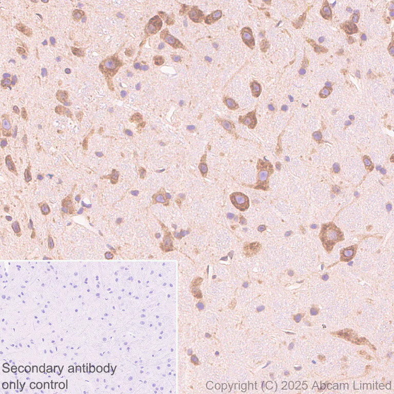 Immunohistochemistry (Formalin/PFA-fixed paraffin-embedded sections) - Anti-CISD2 antibody [EPR30277-16] (AB325526)