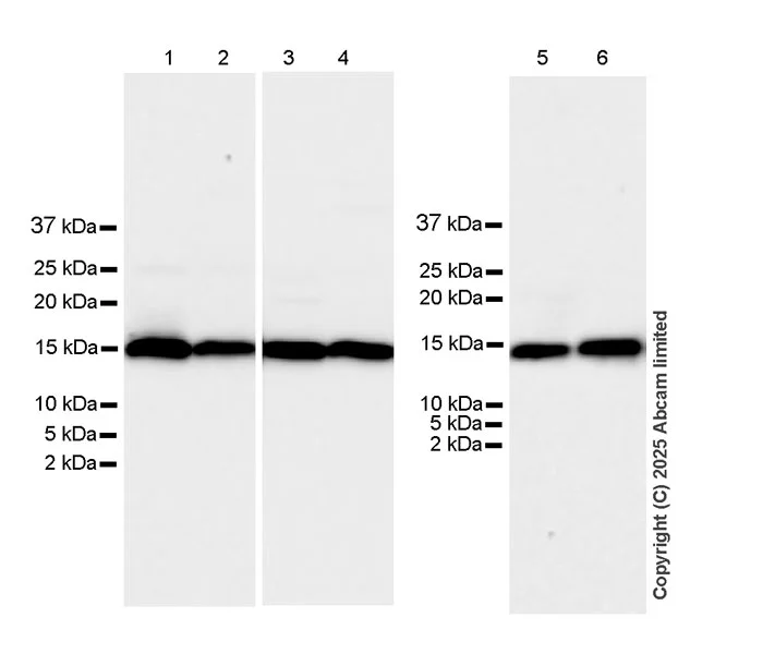 Western blot - Anti-CISD2 antibody [EPR30277-16] (AB325526)