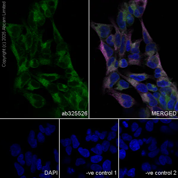 Immunocytochemistry/ Immunofluorescence - Anti-CISD2 antibody [EPR30277-16] - BSA and Azide free (AB325533)