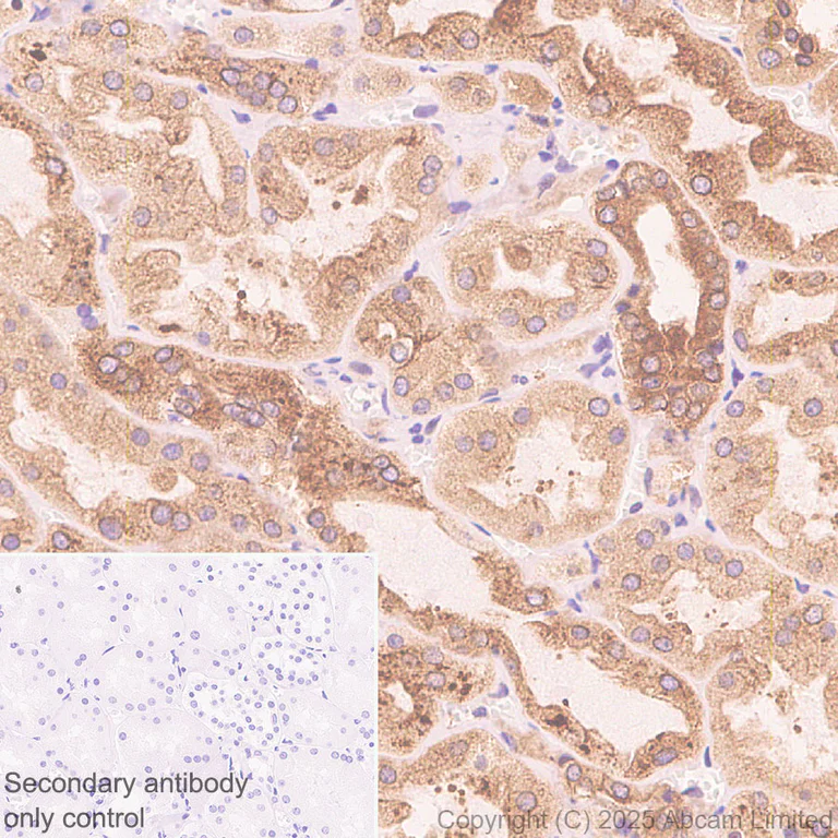 Immunohistochemistry (Formalin/PFA-fixed paraffin-embedded sections) - Anti-CISD2 antibody [EPR30277-16] - BSA and Azide free (AB325533)