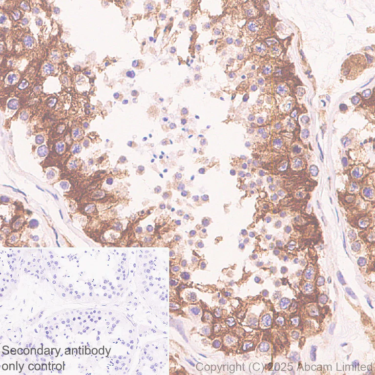 Immunohistochemistry (Formalin/PFA-fixed paraffin-embedded sections) - Anti-CISD2 antibody [EPR30277-16] - BSA and Azide free (AB325533)