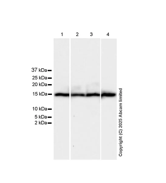 Western blot - Anti-CISD2 antibody [EPR30277-16] - BSA and Azide free (AB325533)