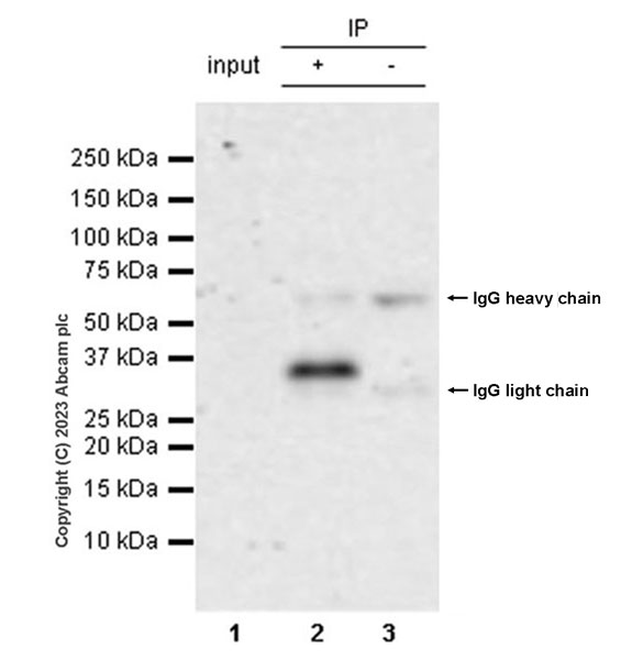 Immunoprecipitation - Anti-CISH/CIS antibody [EPR25357-36] - BSA and Azide free (AB308501), expandable thumbnail