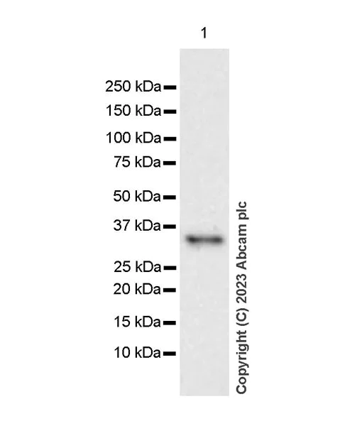 Western blot - Anti-CISH/CIS antibody [EPR25357-36] - BSA and Azide free (AB308501)