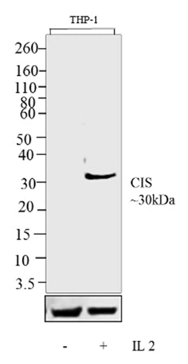 Western blot - Anti-CISH/CIS antibody [RP23040117] (AB308040)