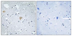Immunohistochemistry (Formalin/PFA-fixed paraffin-embedded sections) - Anti-CIT antibody (AB110897)