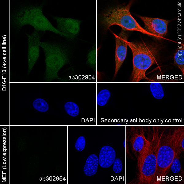 Immunocytochemistry/ Immunofluorescence - Anti-CITED1 antibody [EPR24375-81] (ab302954), expandable thumbnail