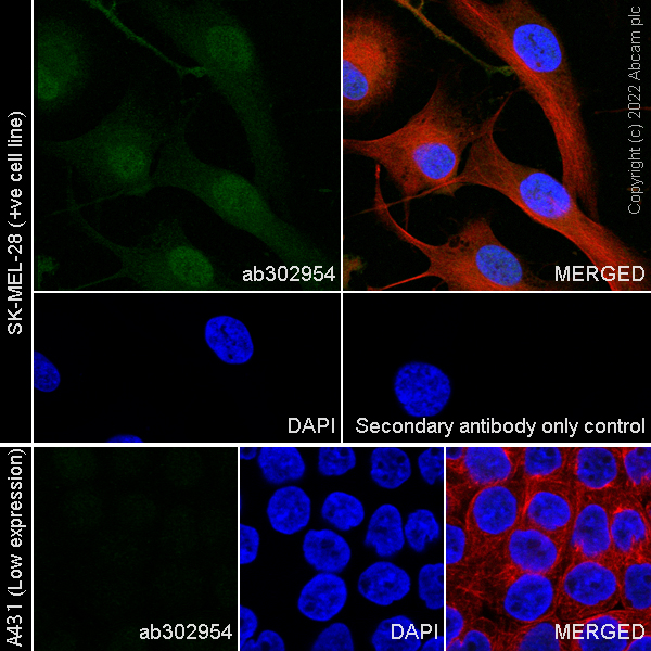 Immunocytochemistry/ Immunofluorescence - Anti-CITED1 antibody [EPR24375-81] (AB302954), expandable thumbnail