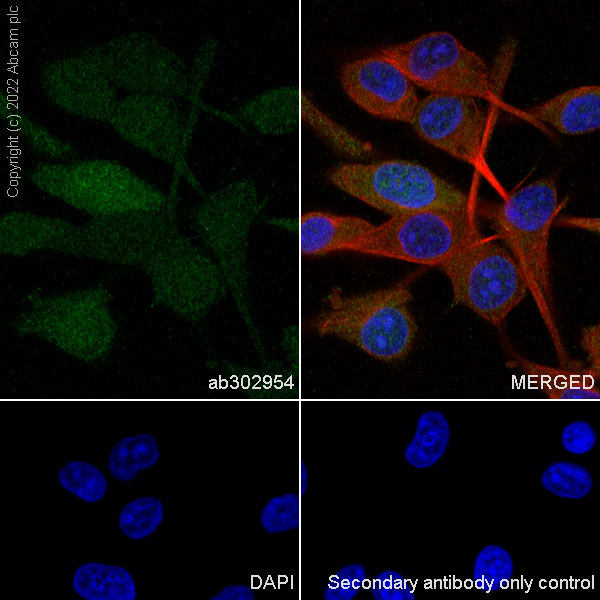 Immunocytochemistry/ Immunofluorescence - Anti-CITED1 antibody [EPR24375-81] (AB302954), expandable thumbnail
