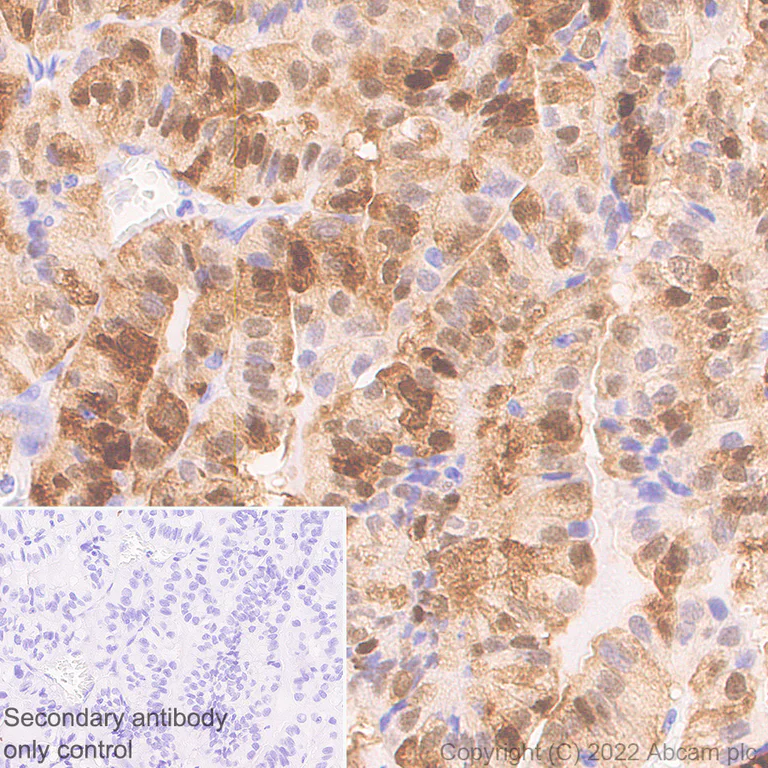 Immunohistochemistry (Formalin/PFA-fixed paraffin-embedded sections) - Anti-CITED1 antibody [EPR24375-81] (AB302954)