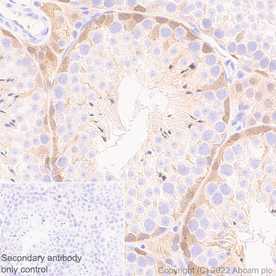 Immunohistochemistry (Formalin/PFA-fixed paraffin-embedded sections) - Anti-CITED1 antibody [EPR24375-81] (ab302954), expandable thumbnail