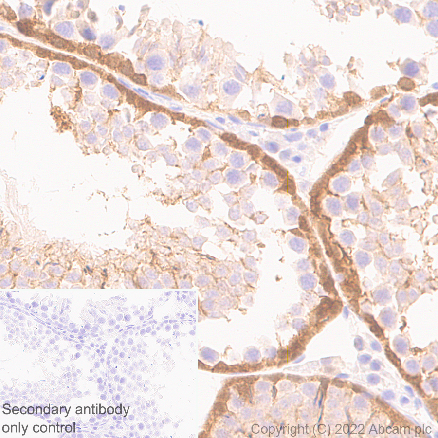 Immunohistochemistry (Formalin/PFA-fixed paraffin-embedded sections) - Anti-CITED1 antibody [EPR24375-81] (ab302954), expandable thumbnail