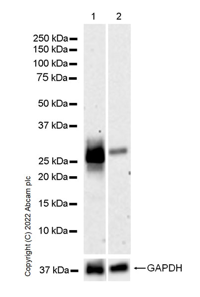 Western blot - Anti-CITED1 antibody [EPR24375-81] (AB302954), expandable thumbnail