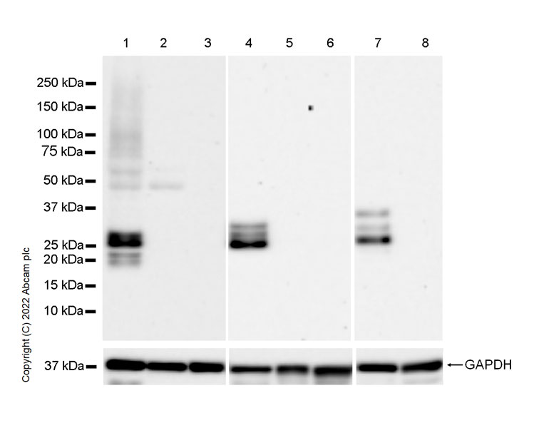 Western blot - Anti-CITED1 antibody [EPR24375-81] (AB302954), expandable thumbnail