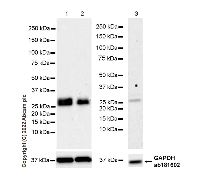 Western blot - Anti-CITED1 antibody [EPR24375-81] (AB302954)