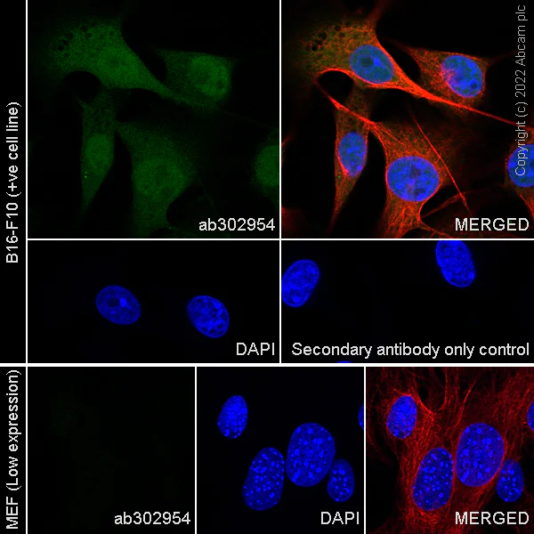 Immunocytochemistry/ Immunofluorescence - Anti-CITED1 antibody [EPR24375-81] - BSA and Azide free (AB302955)