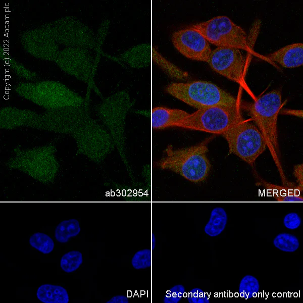 Immunocytochemistry/ Immunofluorescence - Anti-CITED1 antibody [EPR24375-81] - BSA and Azide free (AB302955)