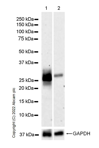 Western blot - Anti-CITED1 antibody [EPR24375-81] - BSA and Azide free (AB302955)