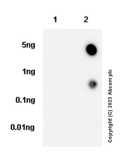 Dot Blot - Anti-CITED2 antibody [EPR27399-62] (AB314757), expandable thumbnail