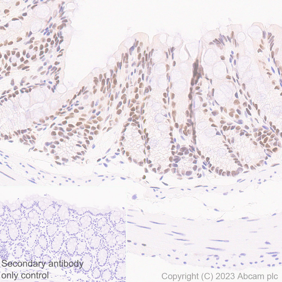 Immunohistochemistry (Formalin/PFA-fixed paraffin-embedded sections) - Anti-CITED2 antibody [EPR27399-62] (ab314757), expandable thumbnail