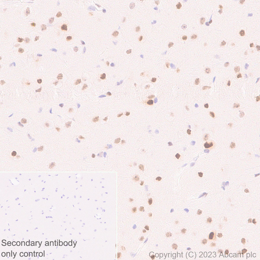 Immunohistochemistry (Formalin/PFA-fixed paraffin-embedded sections) - Anti-CITED2 antibody [EPR27399-62] (AB314757), expandable thumbnail