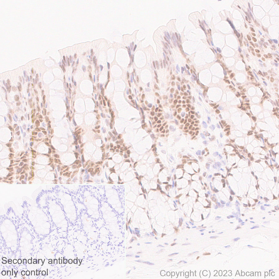 Immunohistochemistry (Formalin/PFA-fixed paraffin-embedded sections) - Anti-CITED2 antibody [EPR27399-62] (ab314757), expandable thumbnail