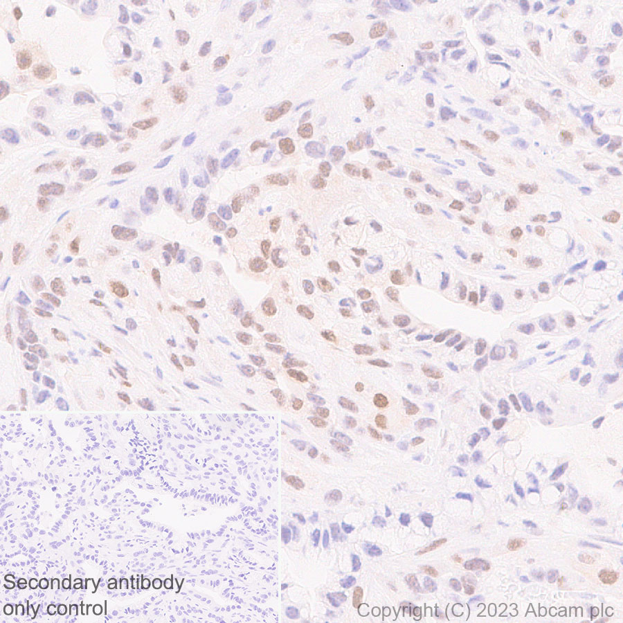 Immunohistochemistry (Formalin/PFA-fixed paraffin-embedded sections) - Anti-CITED2 antibody [EPR27399-62] (AB314757), expandable thumbnail