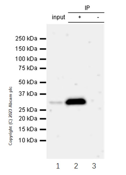 Immunoprecipitation - Anti-CITED2 antibody [EPR27399-62] (ab314757), expandable thumbnail