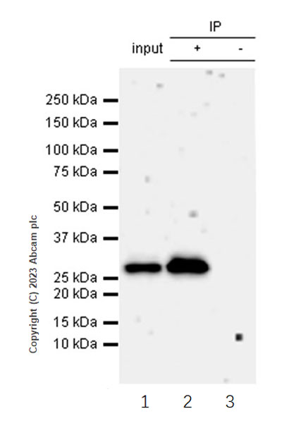 Immunoprecipitation - Anti-CITED2 antibody [EPR27399-62] (ab314757), expandable thumbnail