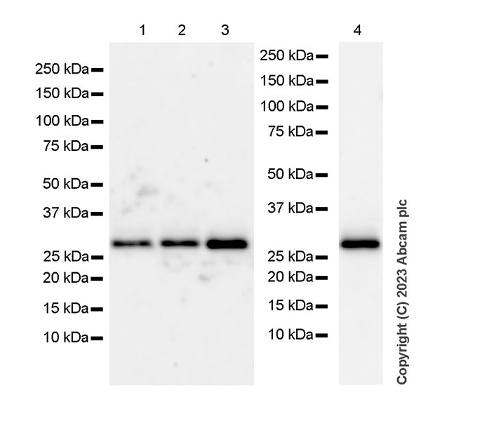 Western blot - Anti-CITED2 antibody [EPR27399-62] (ab314757), expandable thumbnail