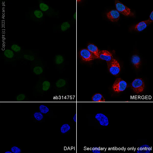 Immunocytochemistry/ Immunofluorescence - Anti-CITED2 antibody [EPR27399-62] - BSA and Azide free (AB314758)