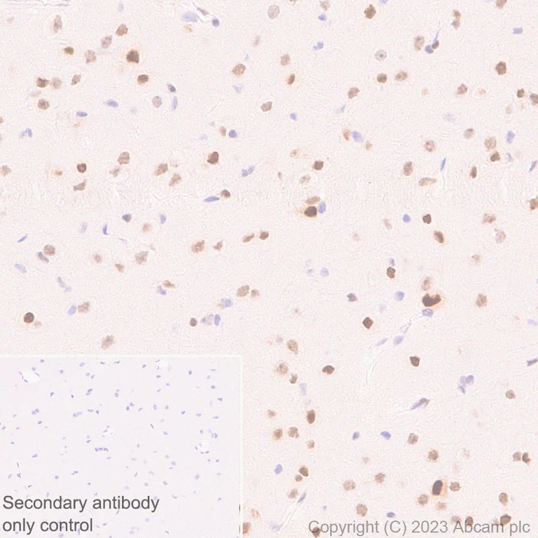 Immunohistochemistry (Formalin/PFA-fixed paraffin-embedded sections) - Anti-CITED2 antibody [EPR27399-62] - BSA and Azide free (AB314758)