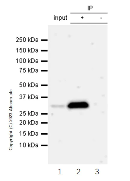 Immunoprecipitation - Anti-CITED2 antibody [EPR27399-62] - BSA and Azide free (AB314758)