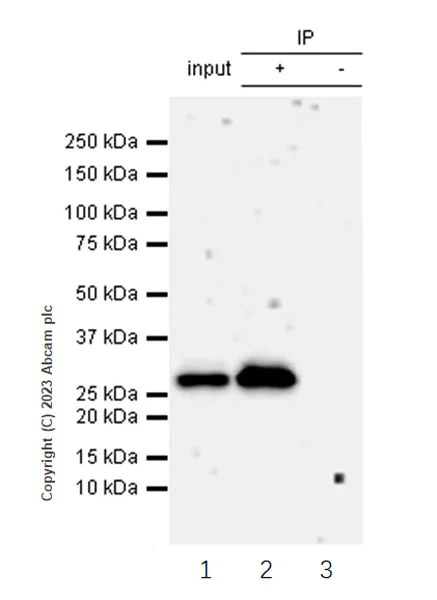 Immunoprecipitation - Anti-CITED2 antibody [EPR27399-62] - BSA and Azide free (AB314758)