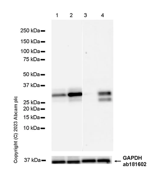 Western blot - Anti-CITED2 antibody [EPR27399-62] - BSA and Azide free (AB314758)