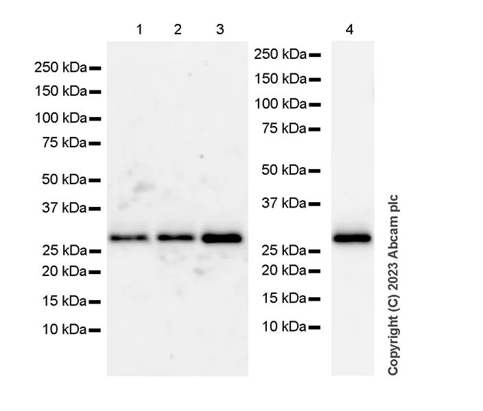Western blot - Anti-CITED2 antibody [EPR27399-62] - BSA and Azide free (AB314758)