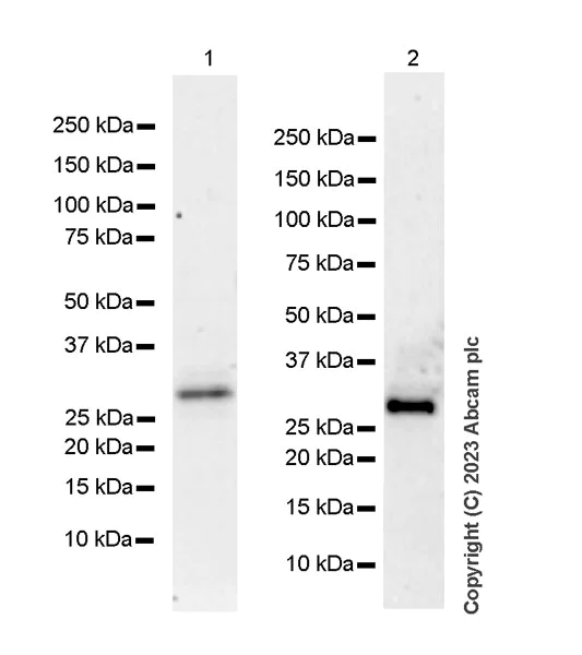 Western blot - Anti-CITED2 antibody [EPR27399-62] - BSA and Azide free (AB314758)