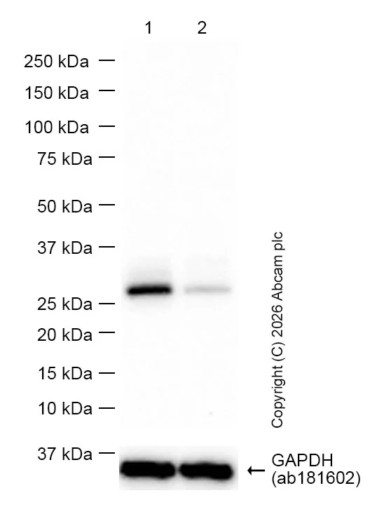 Western blot - Anti-CITED2 antibody [EPR27399-62] - BSA and Azide free (AB314758)