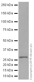Western blot - Anti-CITED2 antibody [EPR3416(2)] (AB108345)