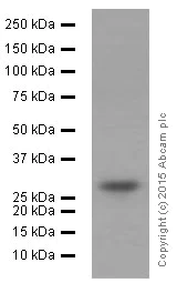 Western blot - Anti-CITED2 antibody [EPR3416(2)] (AB108345)