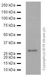 Western blot - Anti-CITED2 antibody [EPR3416(2)] (AB108345)