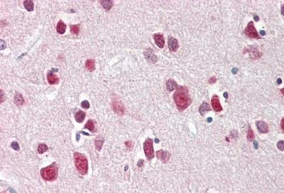 Immunohistochemistry (Formalin/PFA-fixed paraffin-embedded sections) - Anti-CITED2 antibody - N-terminal (AB189946)