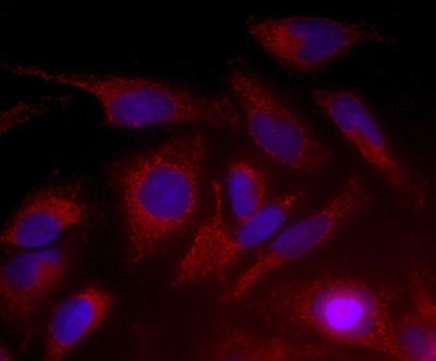 Immunocytochemistry/ Immunofluorescence - Anti-Citrate synthetase antibody [2H8BB6] (AB128564), expandable thumbnail