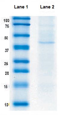 Immunoprecipitation - Anti-Citrate synthetase antibody [2H8BB6] (AB128564), expandable thumbnail